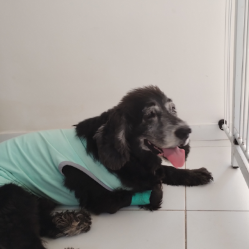 Cardiologia veterinária