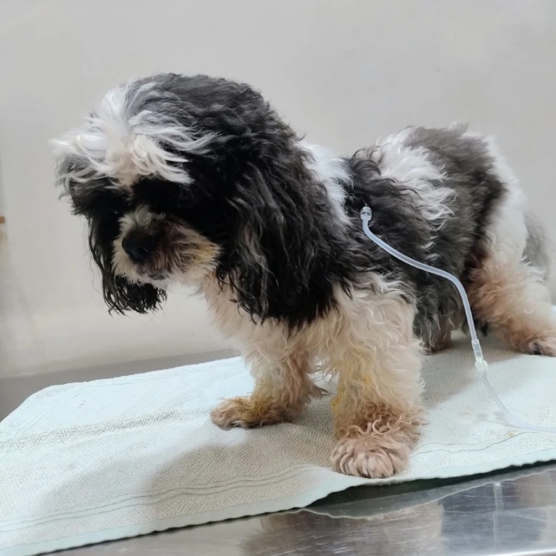 Emergência veterinária