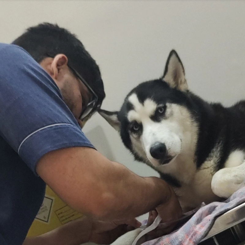 Ortopedista veterinário